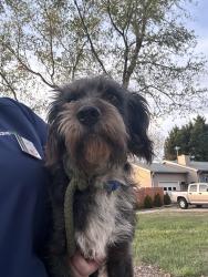 Found/Stray Male Dog last seen Balls Creek School, Newton, NC 28658