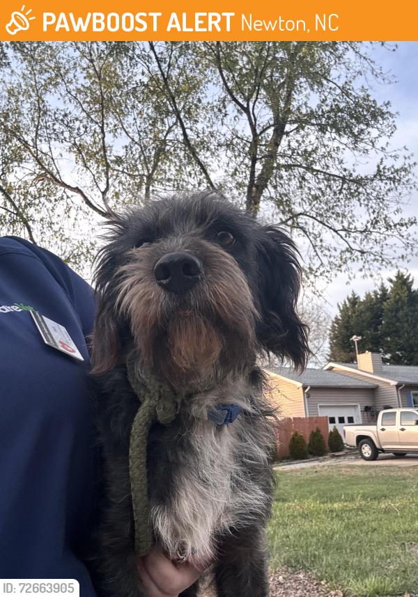 Found/Stray Male Dog last seen Balls Creek School, Newton, NC 28658