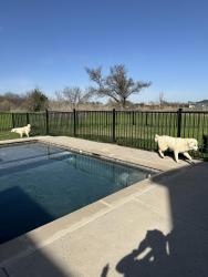 Found/Stray Unknown Dog last seen Vaughn Rd, Cleburne, TX 76031