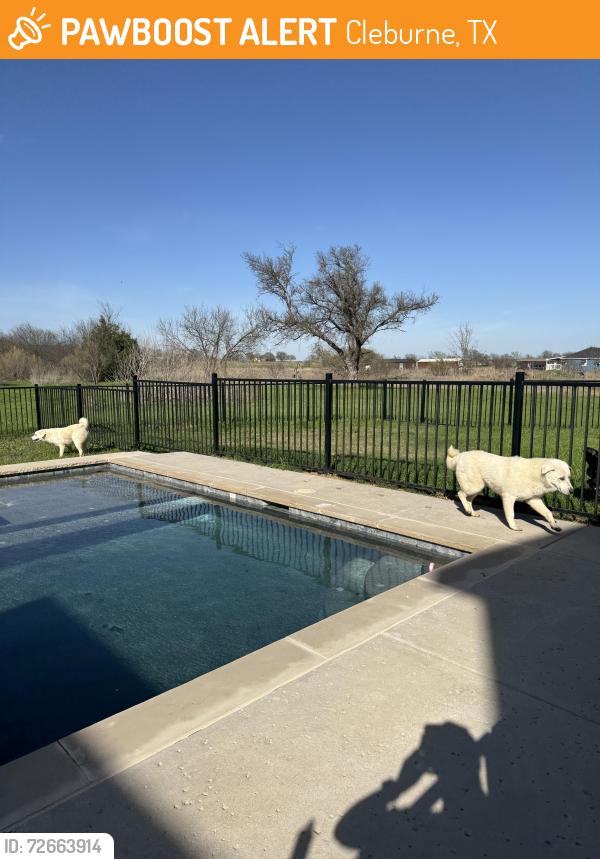 Found/Stray Unknown Dog last seen Vaughn Rd, Cleburne, TX 76031