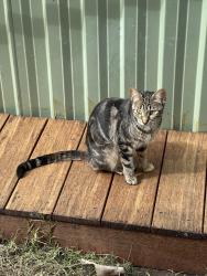 Found/Stray Female Cat last seen Paratah street , Bracken Ridge, QLD 4017