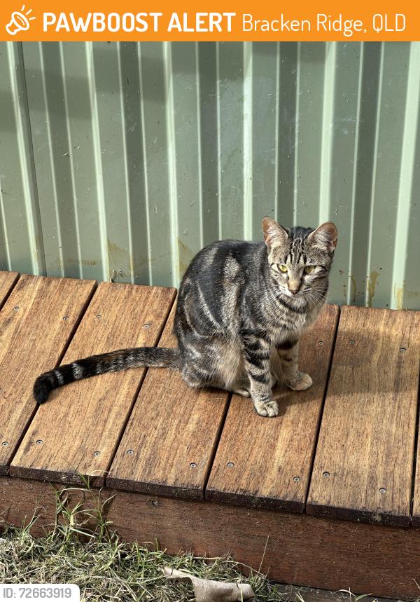 Found/Stray Female Cat last seen Paratah street , Bracken Ridge, QLD 4017