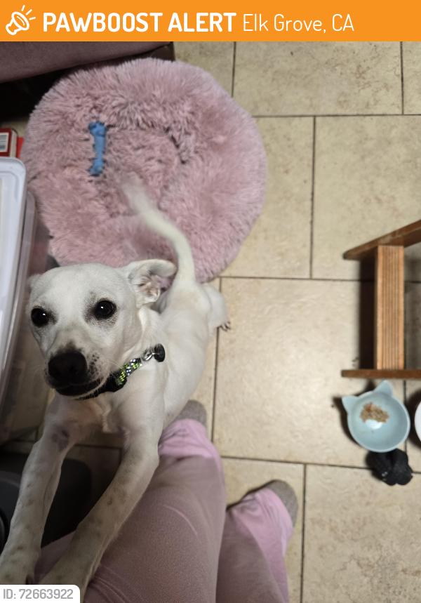 Found/Stray Male Dog last seen Williamson Drive, Elk Grove, Elk Grove, CA 95624