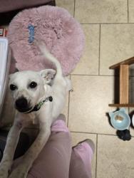 Found/Stray Male Dog last seen Williamson Drive, Elk Grove, Elk Grove, CA 95624