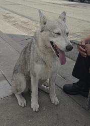 Found/Stray Female Dog last seen W El Segundo Blvd and Hawthorne Blvd, Hawthorne, CA 90250