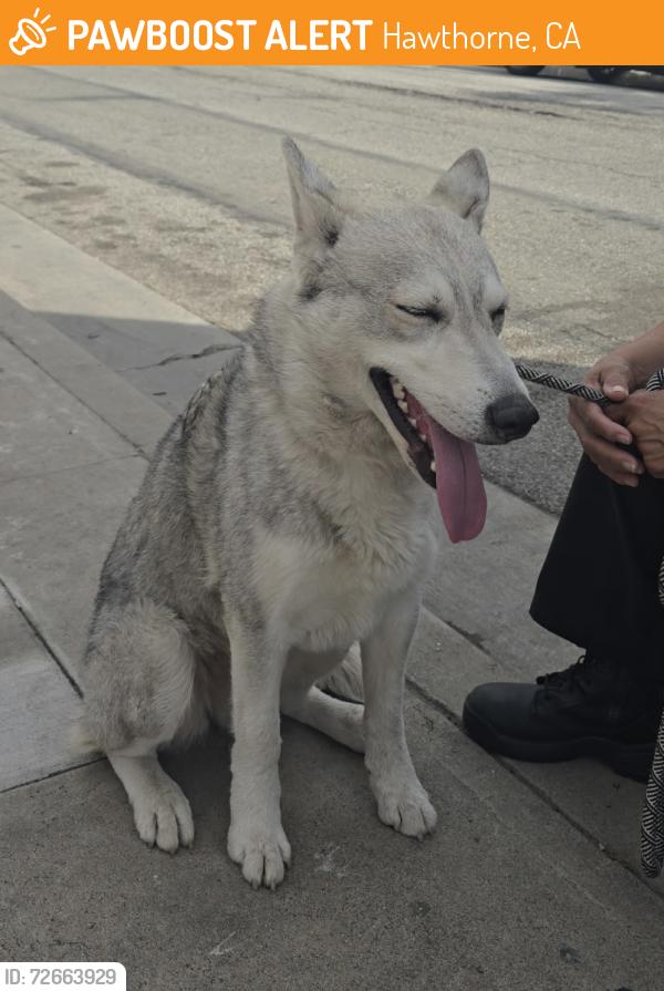 Found/Stray Female Dog last seen W El Segundo Blvd and Hawthorne Blvd, Hawthorne, CA 90250