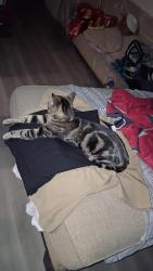 Lost Male Cat last seen 61st Avenue and royal Palm rd. , Glendale, AZ 85302
