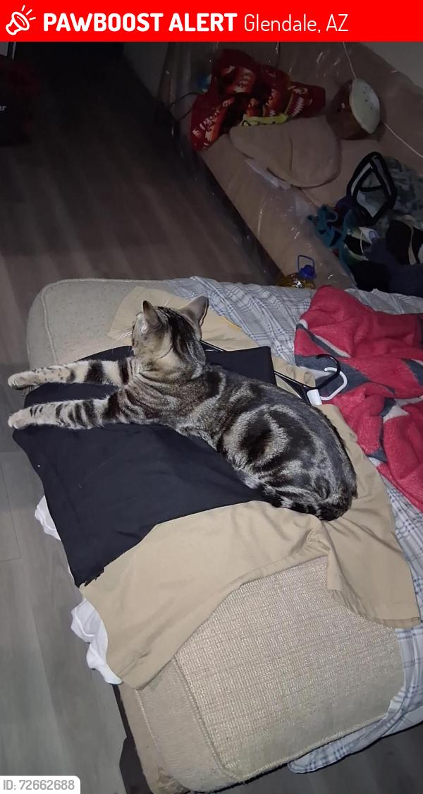 Lost Male Cat last seen 61st Avenue and royal Palm rd. , Glendale, AZ 85302