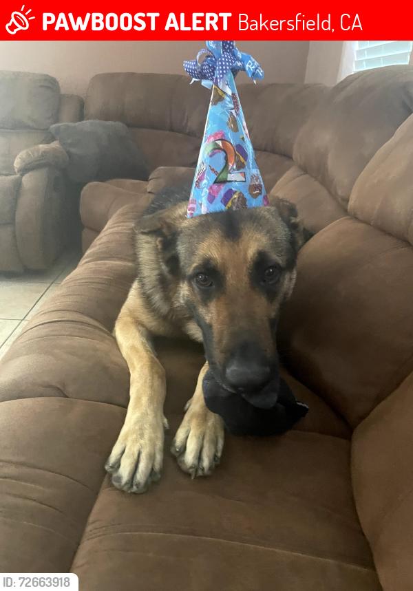 Lost Male Dog last seen Near Gold Dust Drive, Bakersfield, CA 93311