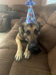 Lost Male Dog last seen Near Gold Dust Drive, Bakersfield, CA 93311