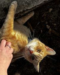 Found/Stray Unknown Cat last seen Parking lot - Tycoon flts , San Antonio, TX 78212