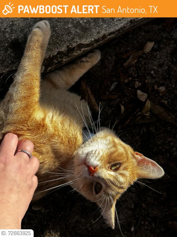 Found/Stray Unknown Cat last seen Parking lot - Tycoon flts , San Antonio, TX 78212
