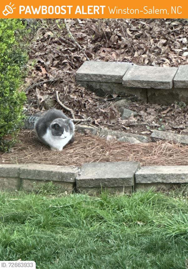 Found/Stray Unknown Cat last seen Meadowlark glen , Winston-Salem, NC 27106