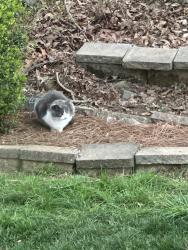 Found/Stray Unknown Cat last seen Meadowlark glen , Winston-Salem, NC 27106