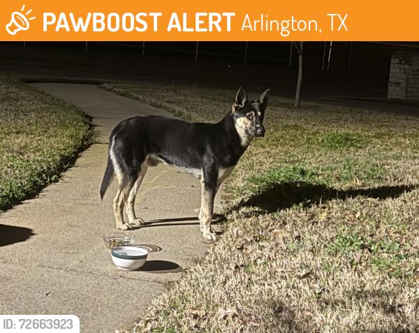 Found/Stray Male Dog last seen Hollow Creek and Calendar, Arlington, TX 76001