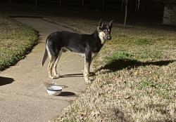 Found/Stray Male Dog last seen Hollow Creek and Calendar, Arlington, TX 76001