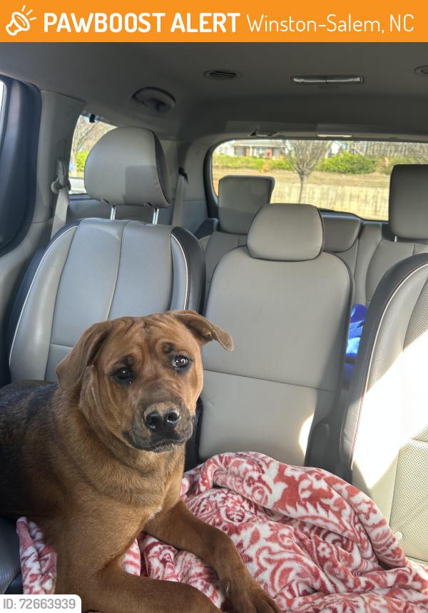 Found/Stray Female Dog last seen Brewer Road, Winston-Salem, NC 27127