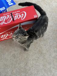 Found/Stray Female Cat last seen Silverglen Run trail, Houston, TX 77014