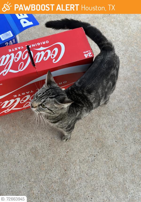 Found/Stray Female Cat last seen Silverglen Run trail, Houston, TX 77014