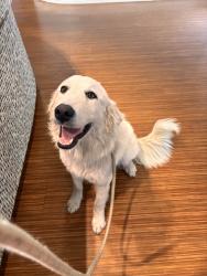 Found/Stray Unknown Dog last seen beeline hwy, West Palm Beach, FL 33412