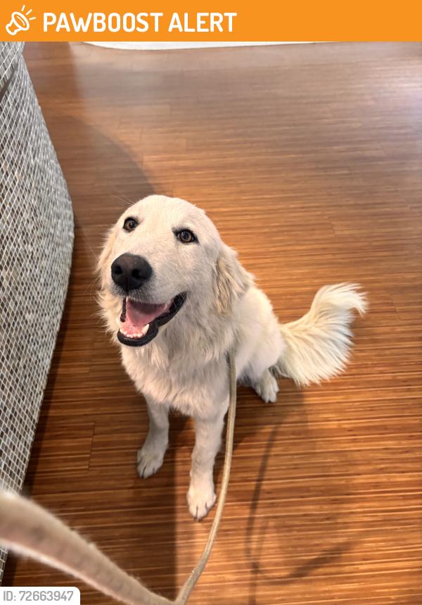 Found/Stray Unknown Dog last seen beeline hwy, West Palm Beach, FL 33412