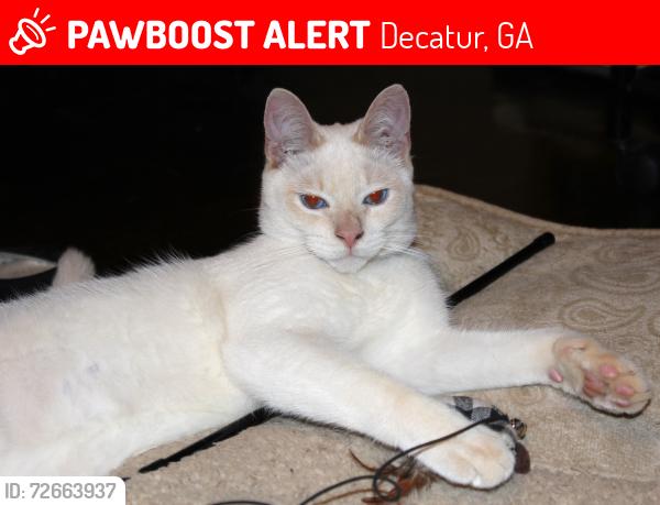 Lost Male Cat last seen Glenwood Road & Candler Road, Decatur, GA 30032