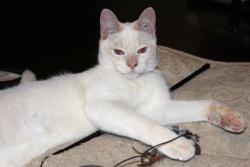 Lost Male Cat last seen Glenwood Road & Candler Road, Decatur, GA 30032