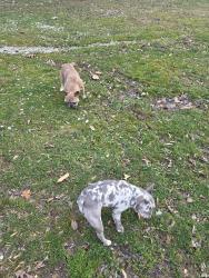 Found/Stray Unknown Dog last seen Patton hill, Bedford, IN 47421