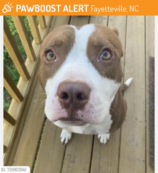 Found/Stray Unknown Dog last seen Yadkin Road/Freedom Auto Ports , Fayetteville, NC 28307