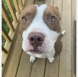 Found/Stray Unknown Dog last seen Yadkin Road/Freedom Auto Ports , Fayetteville, NC 28307