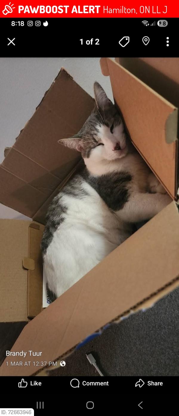 Lost Male Cat last seen Barton and cannon / Sherman and sandford , Hamilton, ON L8L 6J9