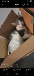 Lost Male Cat last seen Barton and cannon / Sherman and sandford , Hamilton, ON L8L 6J9