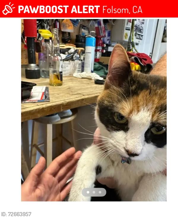 Lost Female Cat last seen Briggs ranch rd, Folsom, CA 95630