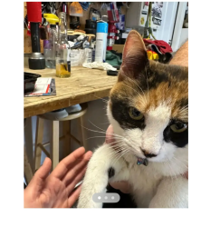 Lost Female Cat last seen Briggs ranch rd, Folsom, CA 95630