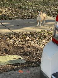 Found/Stray Female Dog last seen Liberty view in the Miramar subdivision , Converse, TX 78109