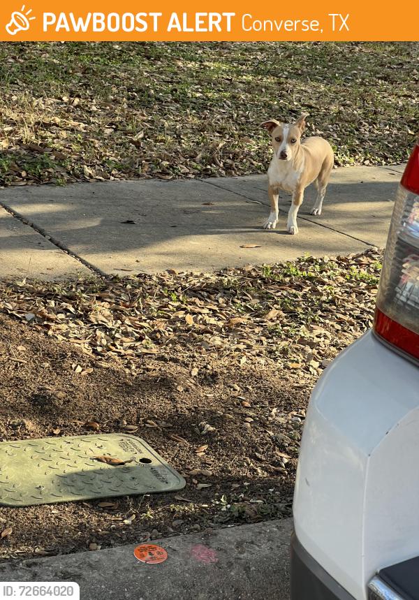 Found/Stray Female Dog last seen Liberty view in the Miramar subdivision , Converse, TX 78109