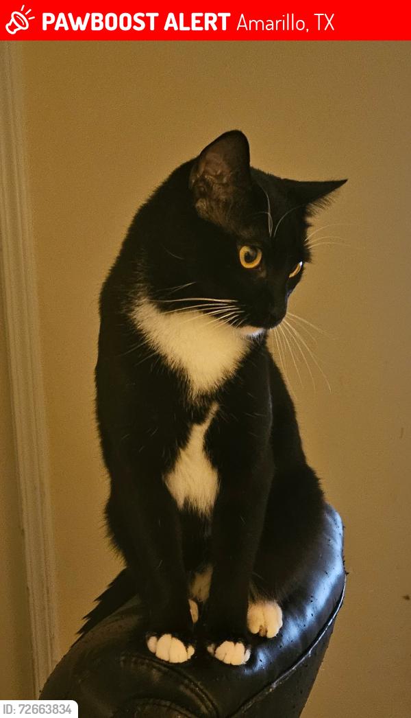 Lost Male Cat last seen Western plateau neighborhood, Amarillo, TX 79109