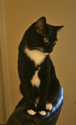Lost Male Cat last seen Western plateau neighborhood, Amarillo, TX 79109