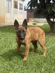 Found/Stray Female Dog last seen Pepper and San Bernardino , Colton, CA 92324