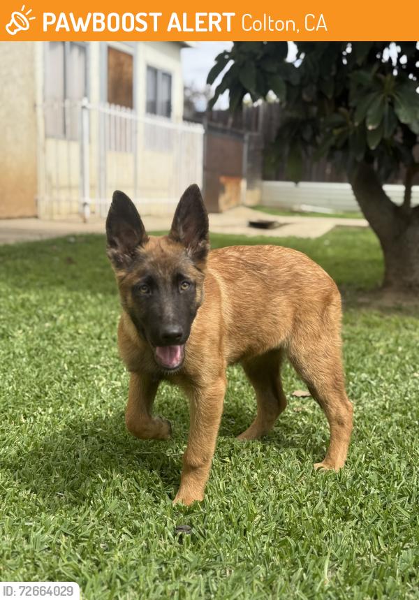 Found/Stray Female Dog last seen Pepper and San Bernardino , Colton, CA 92324