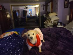 Lost Female Dog last seen Victoria St. Near Del Amo ests, Rancho Dominguez, CA 90220