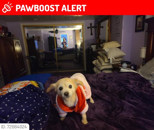 Lost Female Dog last seen Victoria St. Near Del Amo ests, Rancho Dominguez, CA 90220