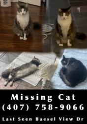 Lost Male Cat last seen Baesel View Dr, Orlando, FL 32835