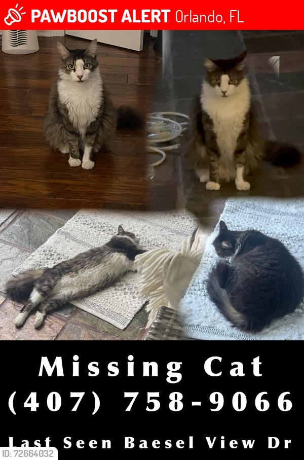 Lost Male Cat last seen Baesel View Dr, Orlando, FL 32835