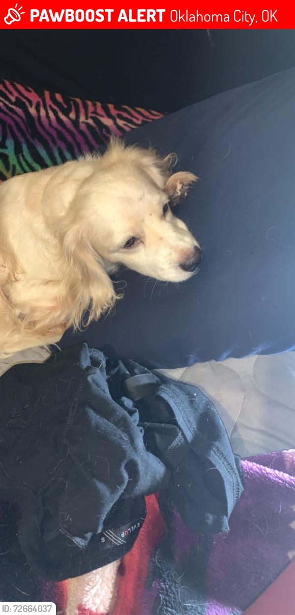 Lost Male Dog last seen Harvey and nw 90th st, Oklahoma City, OK 73114