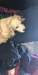 Lost Male Dog last seen Harvey and nw 90th st, Oklahoma City, OK 73114