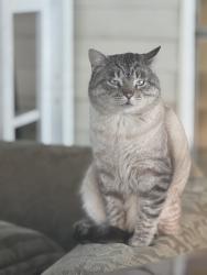 Lost Male Cat last seen Weinbach/riverside area, Evansville, IN 47714