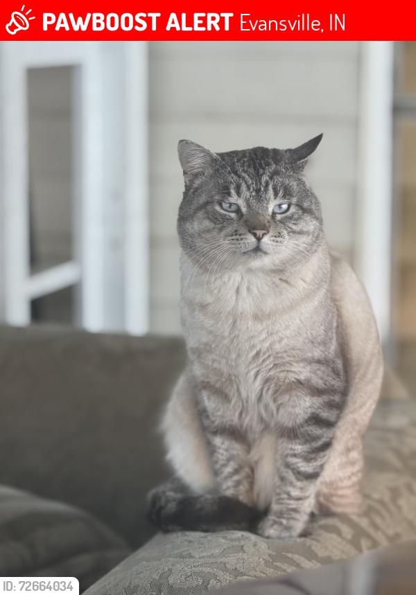 Lost Male Cat last seen Weinbach/riverside area, Evansville, IN 47714