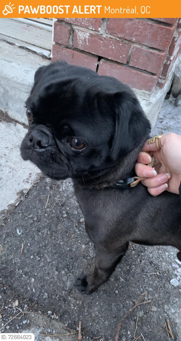 Found/Stray Male Dog last seen bernard and clark, near bernie beigne, Montréal, QC 