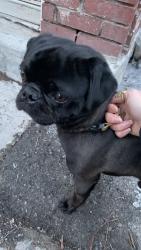 Found/Stray Male Dog last seen bernard and clark, near bernie beigne, Montréal, QC 